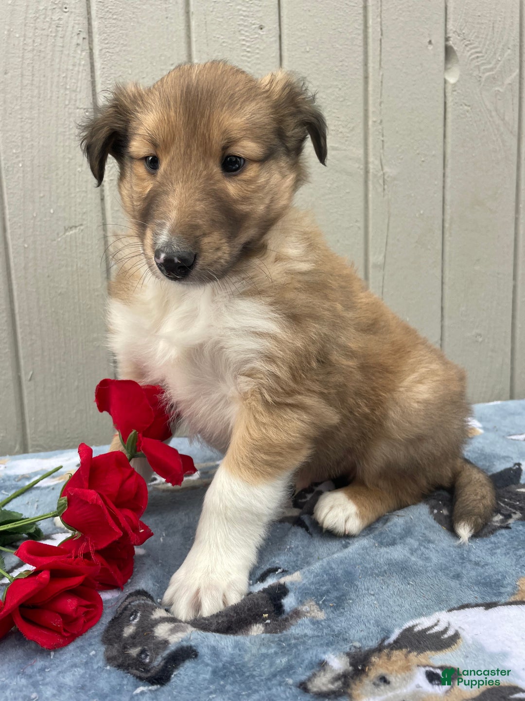 Collie dogs for sale: Calvin - Ad 3