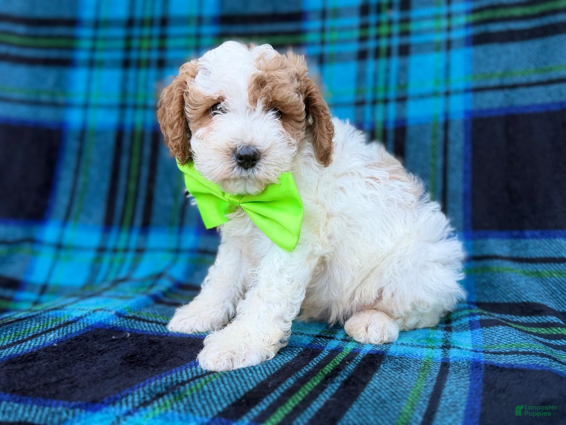 Cavapoo dogs for sale: Dexter  - Ad 2
