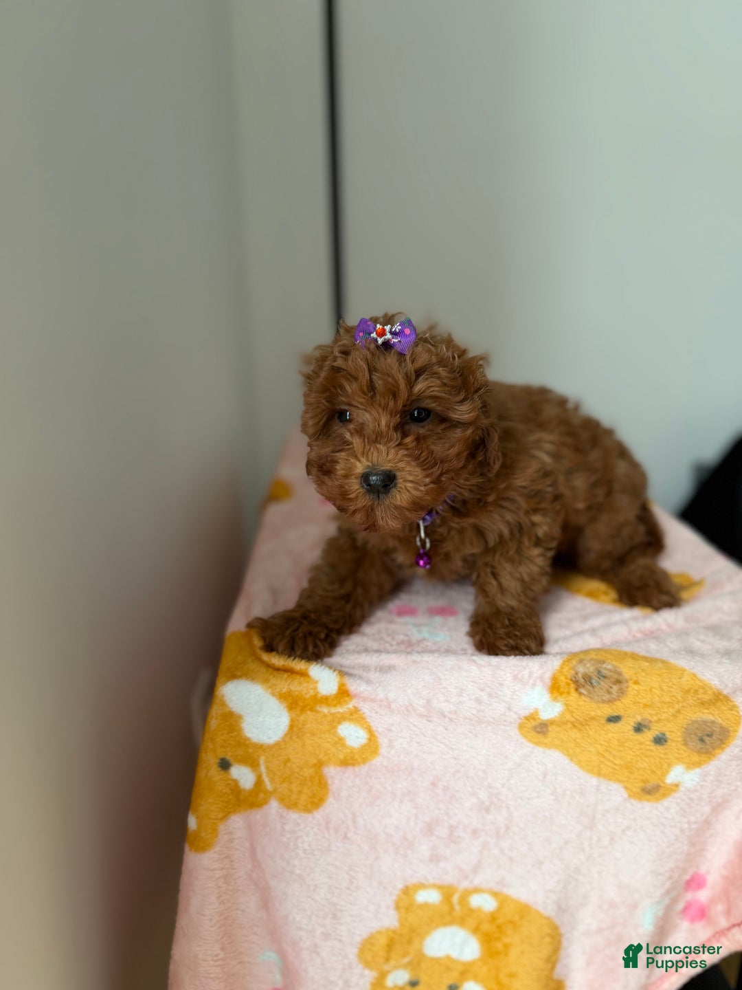 Toy Poodle dogs for sale: Polly - Ad 3