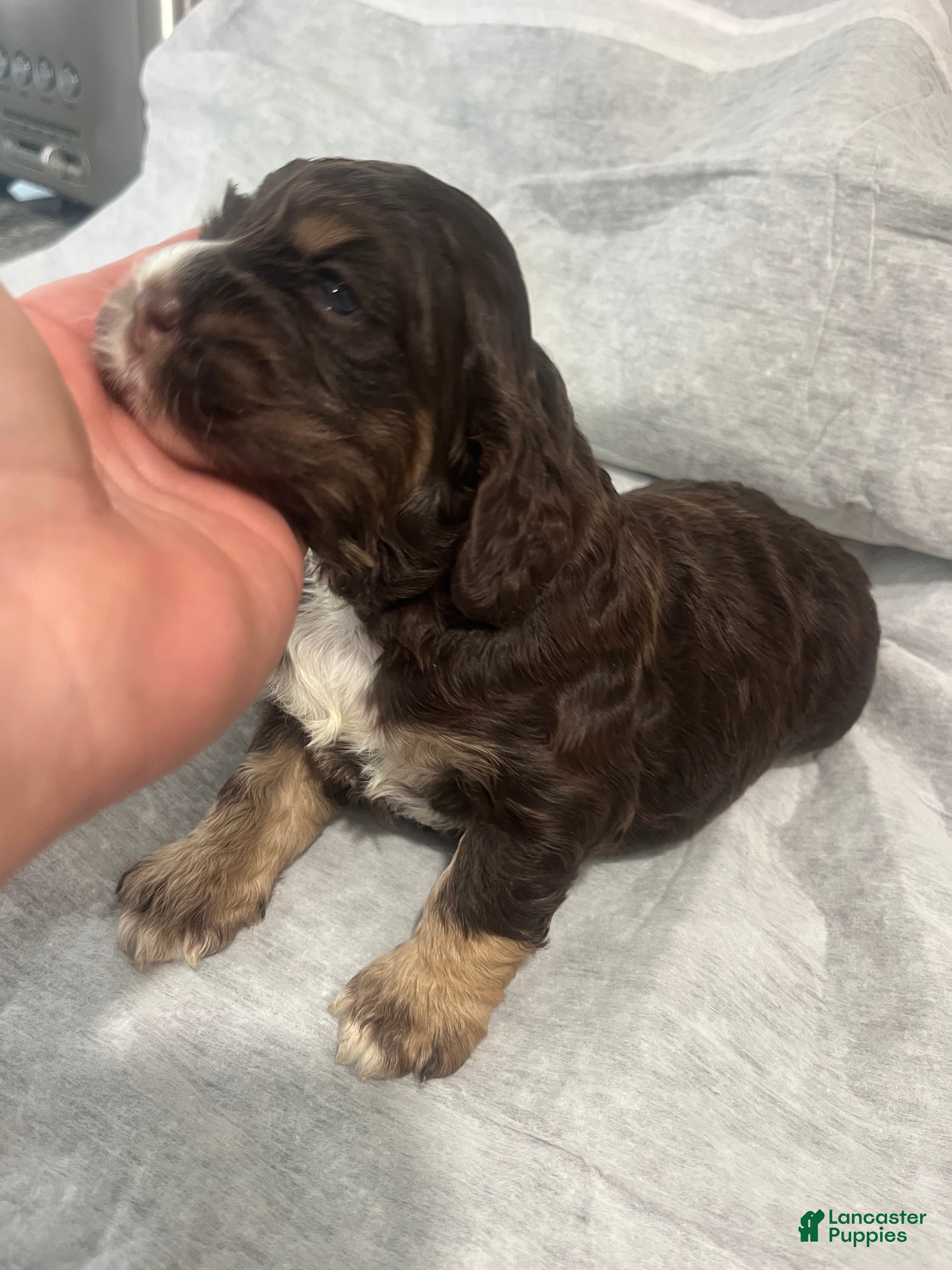 Cocker Spaniel dogs Cocker Spaniel 1 - Ad 1