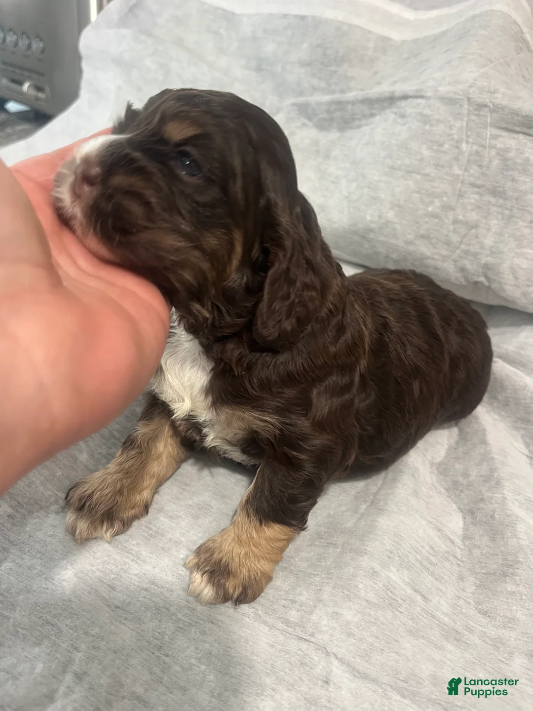 Cocker Spaniel dogs for sale: Cocker Spaniel 1 - Ad 1