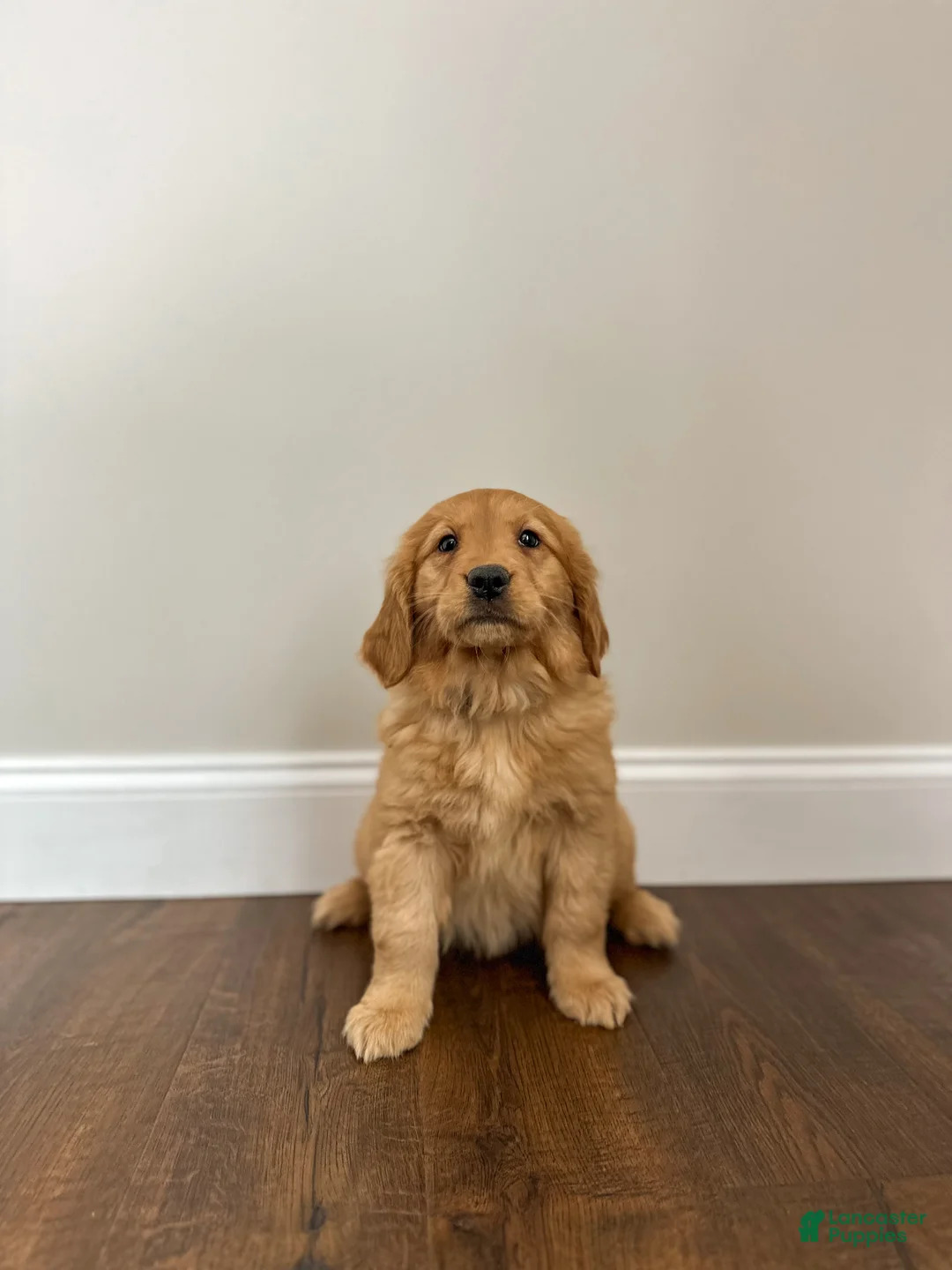 Golden Retriever dogs for sale: Callie - Ad 5
