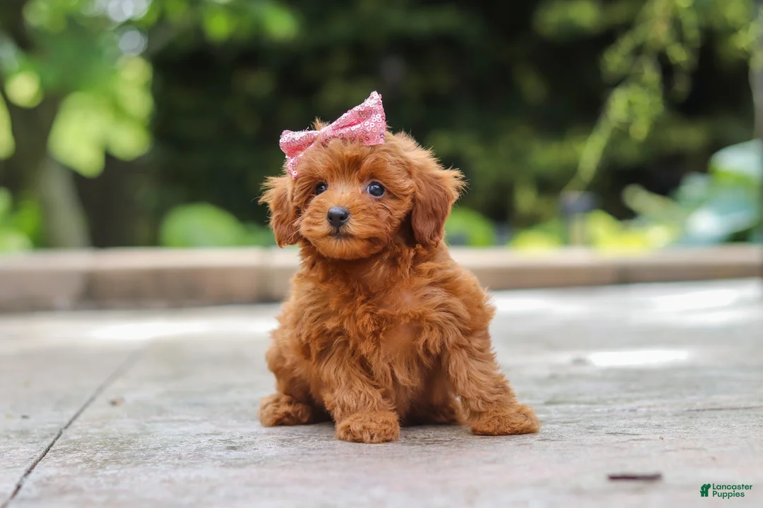 Maltipoo dogs for sale: Posie - Ad 1