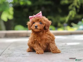 Maltipoo dogs for sale: Posie - Ad 1