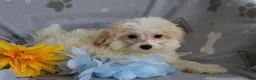 Maltipoo dogs for sale: Reggie  - Ad 3