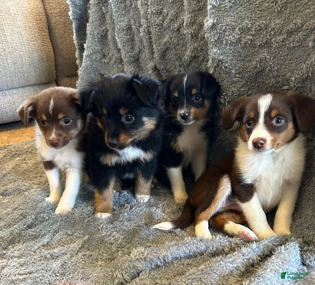 Miniature Australian Shepherd dogs for sale: Maxine - Ad 4