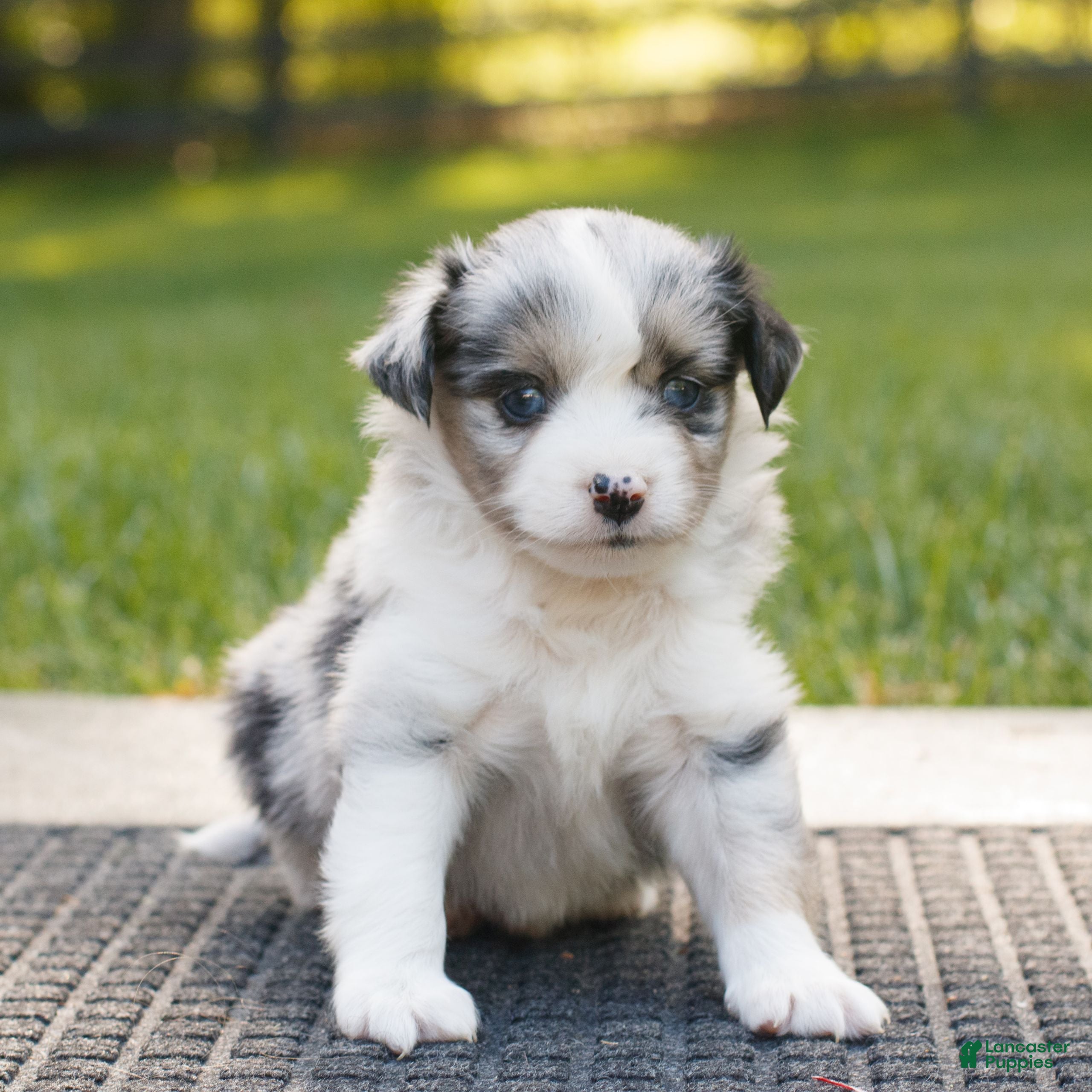Miniature Australian Shepherd dogs for sale: Cooper  - Ad 2