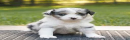 Miniature Australian Shepherd dogs for sale: Cooper  - Ad 1