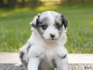 Miniature Australian Shepherd dogs for sale: Cooper - Ad 2