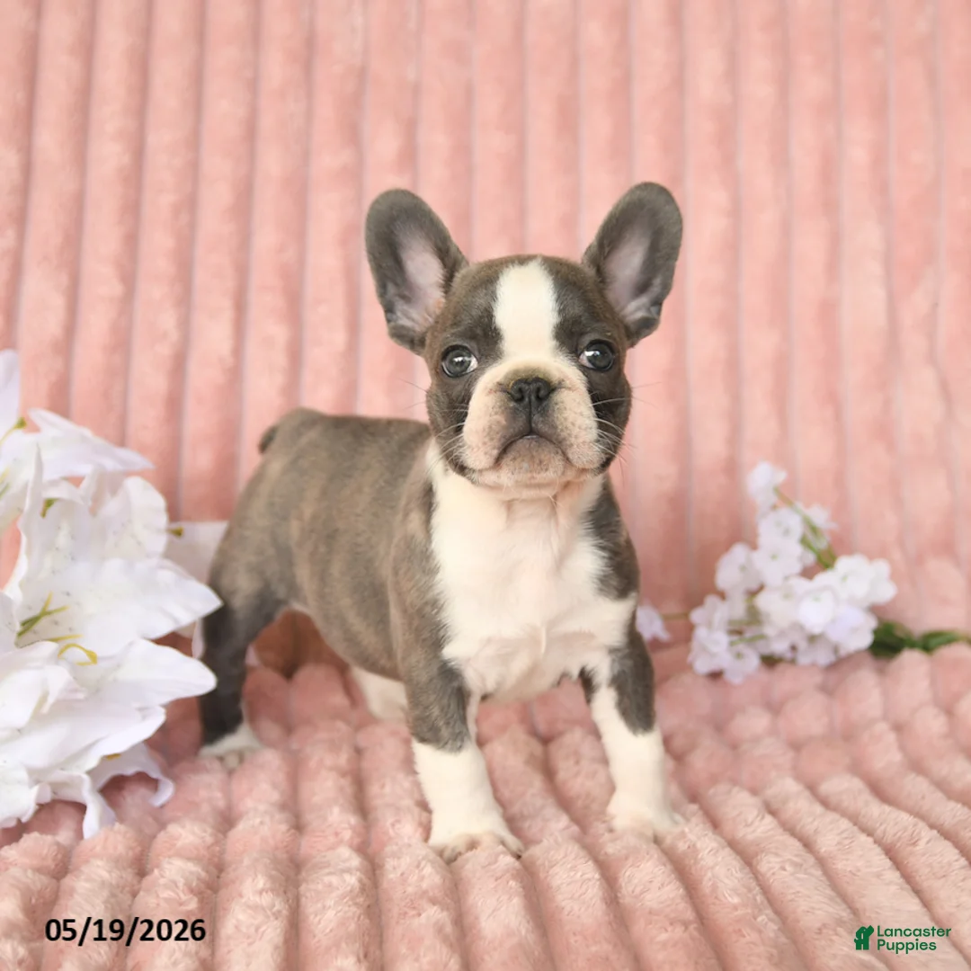 Frenchton dogs for sale: Sammy - Ad 1