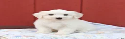 Maltese dogs for sale: Nelson - Ad 4