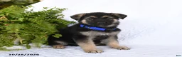 German Shepherd dogs for sale: Raven - Ad 3
