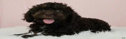 Cockapoo dogs for sale: Caleb 🫧 - Ad 4