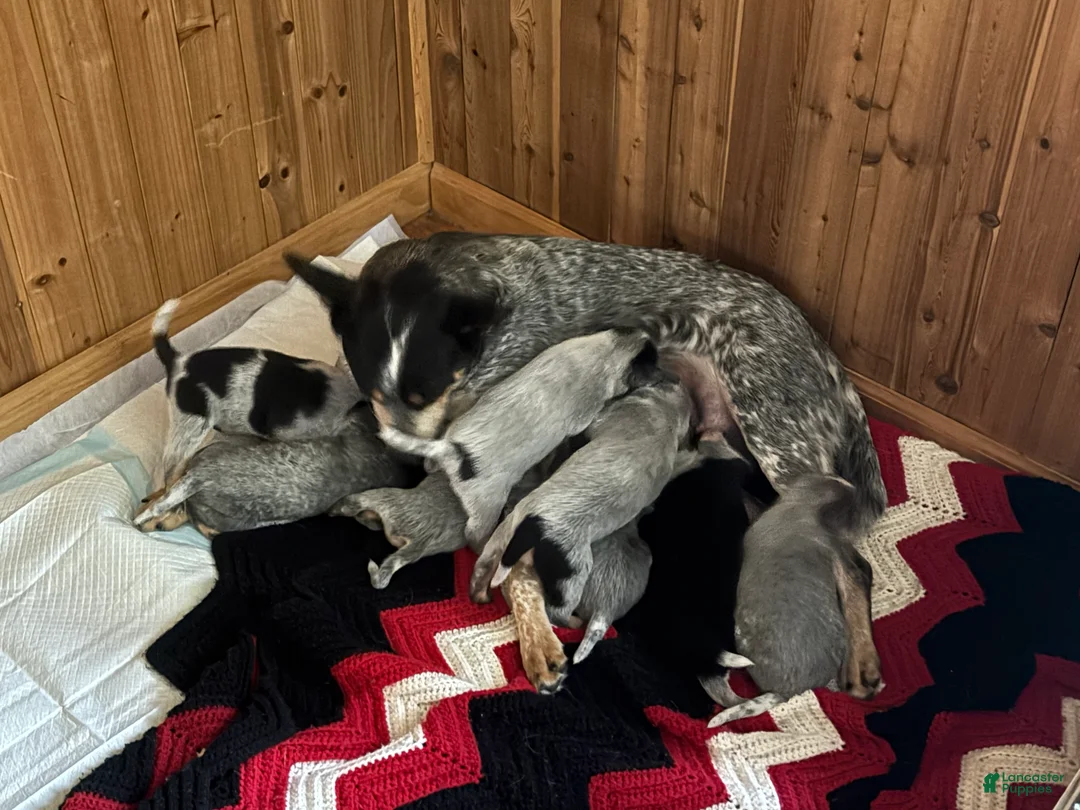 Australian Cattle Dog dogs for sale: Jigsaw - Ad 16