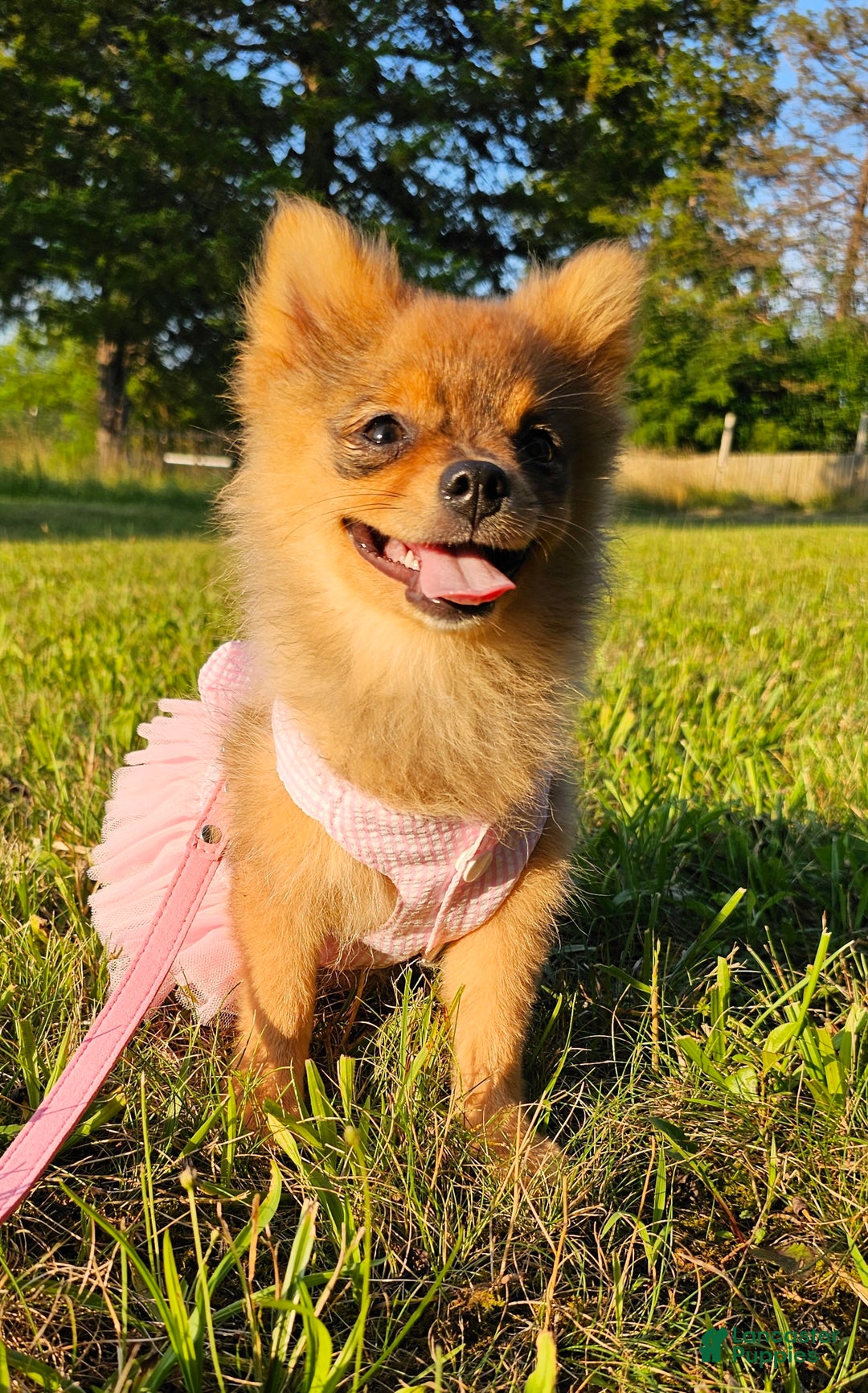Pomeranian dogs for sale: Kora - Ad 14
