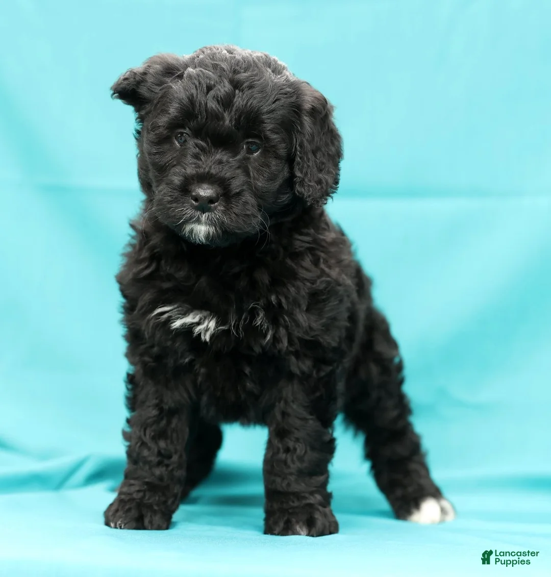 Mini Bernedoodle dogs for sale: Cora - Ad 1