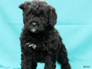 Mini Bernedoodle dogs Cora - Ad 18