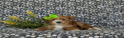 Shorkie dogs for sale: Mia Hypoallergenic - Ad 6