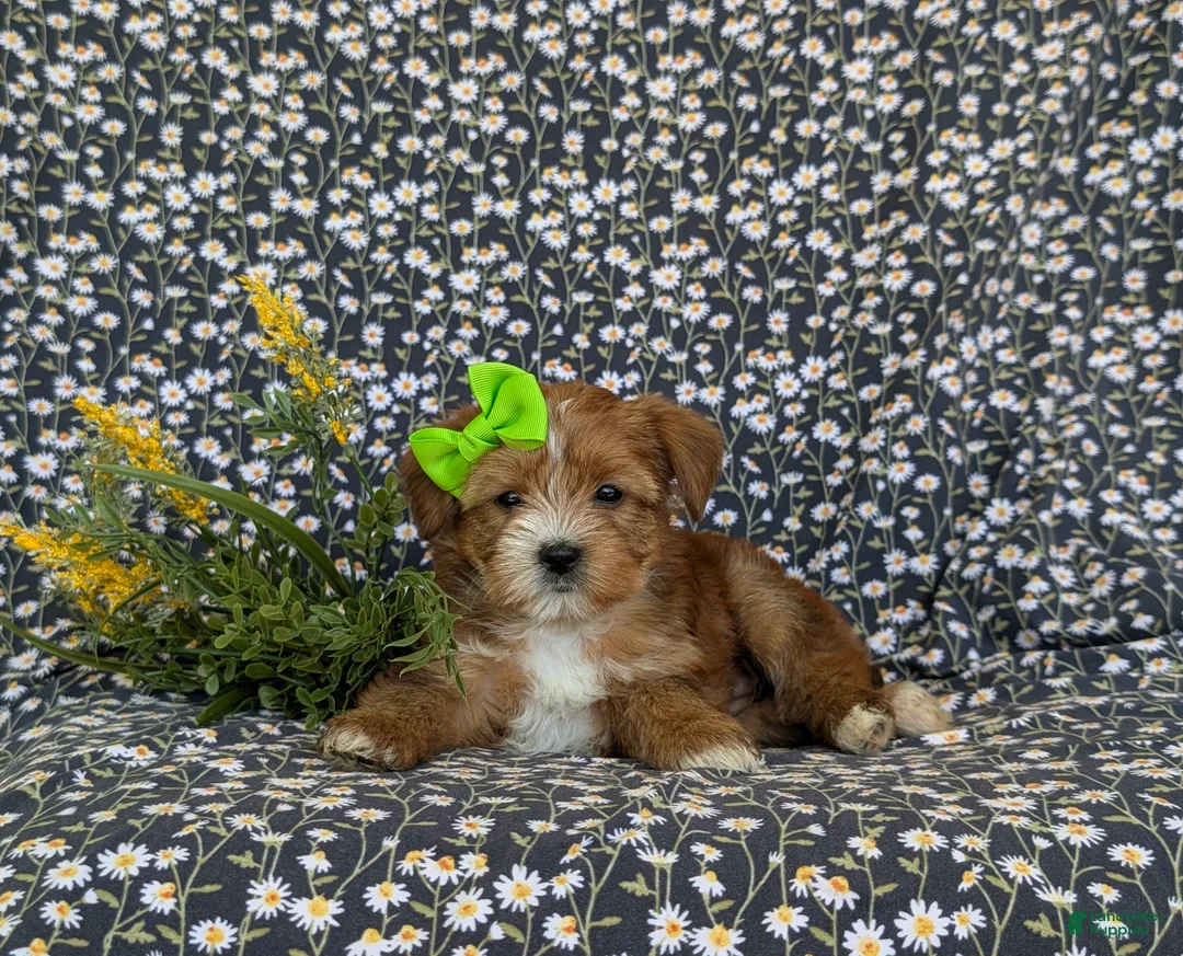 Shorkie dogs for sale: Mia Hypoallergenic - Ad 6