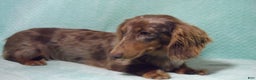 Miniature Dachshund dogs for sale: Sophie - Ad 6