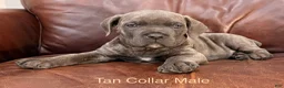 Cane Corso dogs for sale: Cane Corso Puppy Male Tan Collar - Ad 4