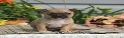 Chihuahua dogs for sale: Caleb - Ad 1