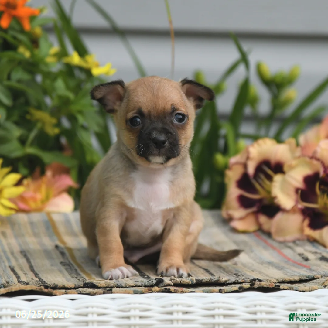 Chihuahua dogs for sale: Caleb - Ad 1