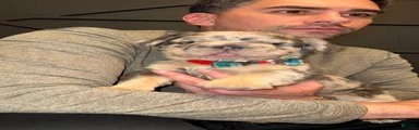 Dollar
