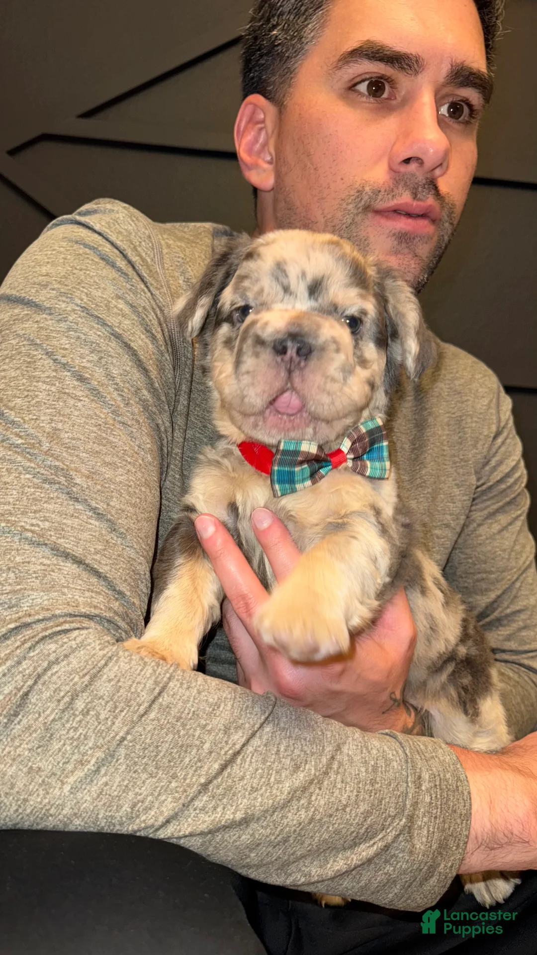 French Bulldog dogs for sale: Dollar - Ad 1