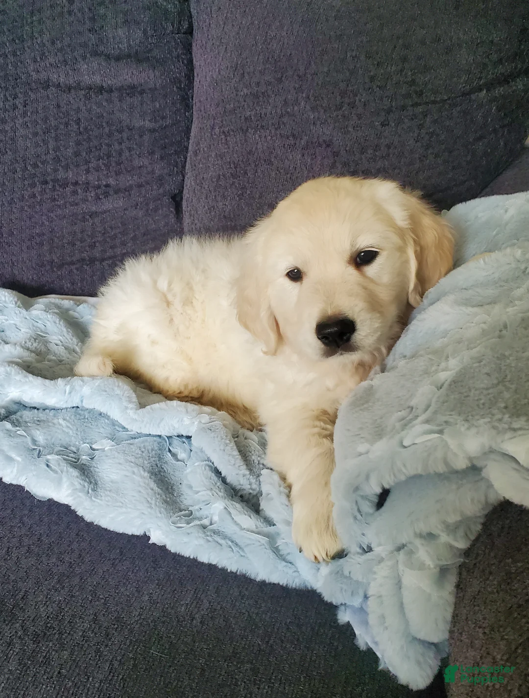 Golden Retriever dogs for sale: Laura - Ad 1
