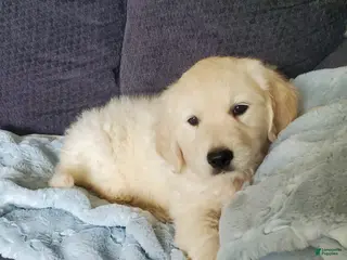 Golden Retriever dogs Laura - Ad 1