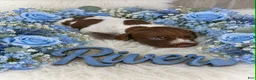 German Shorthaired Pointer dogs for sale: River - Ad 1