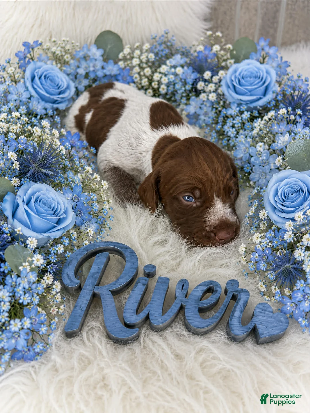 German Shorthaired Pointer dogs for sale: River - Ad 1