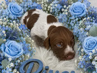 German Shorthaired Pointer dogs River - Ad 23
