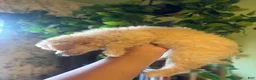 Maltipoo dogs for sale: Kora - Ad 4