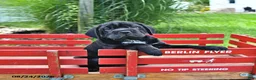 Mini Hippo dogs for sale: Libby - Ad 9