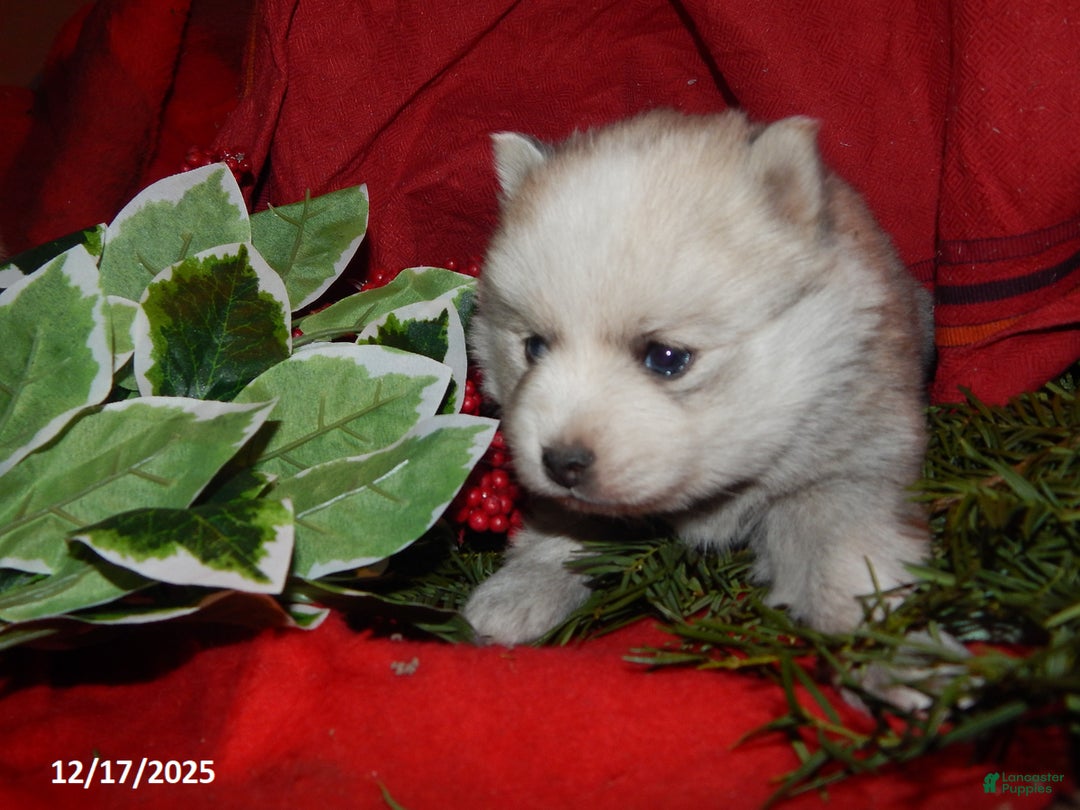 Pomsky dogs for sale: Milo - Ad 3
