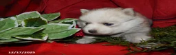Pomsky dogs for sale: Milo - Ad 7