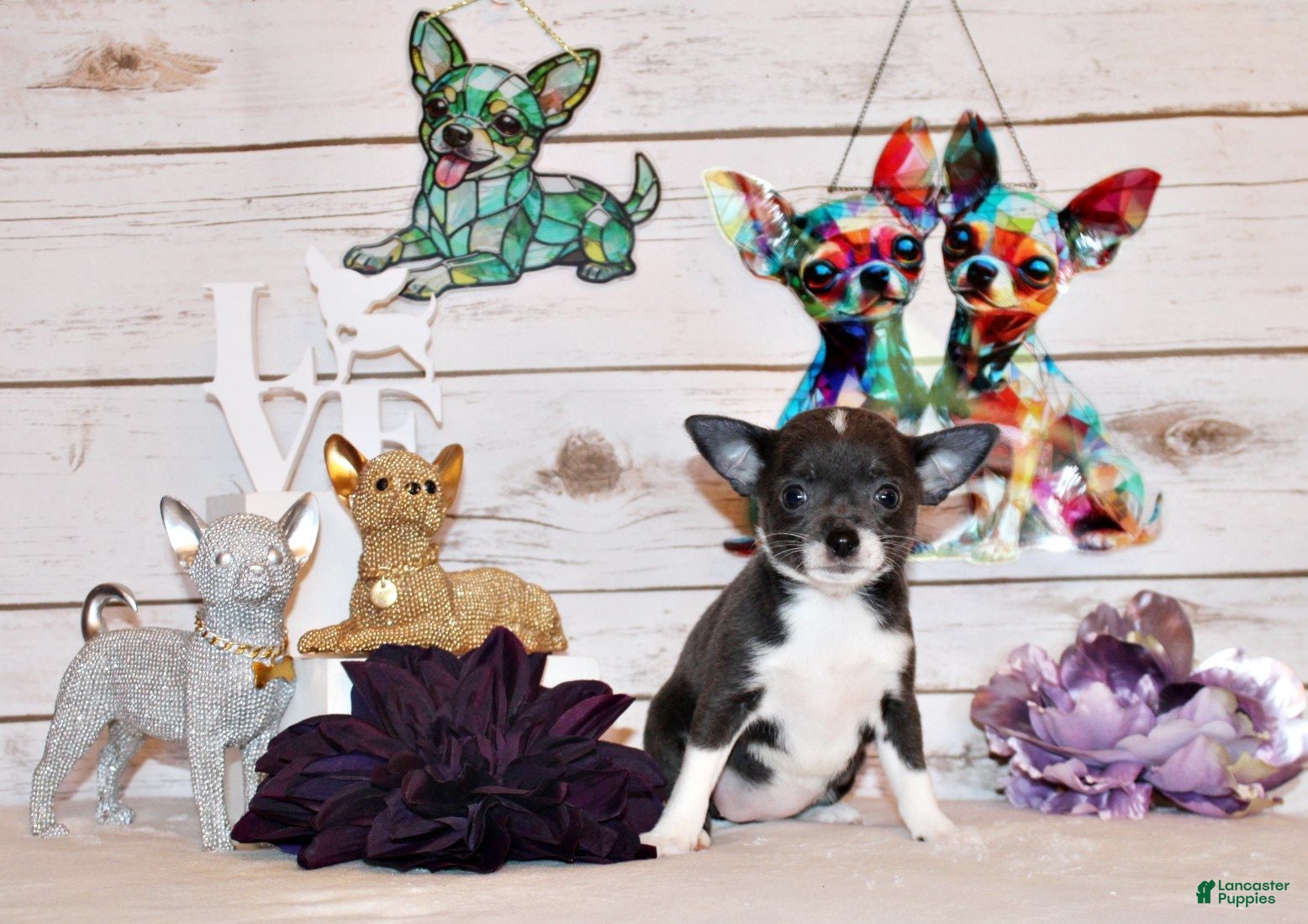 Chihuahua dogs Fergie - Ad 1