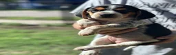 Beagle dogs for sale: Buttercup  - Ad 8