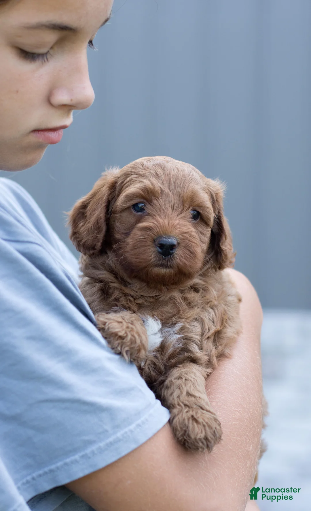 Mini Goldendoodle dogs for sale: Mac - Ad 2