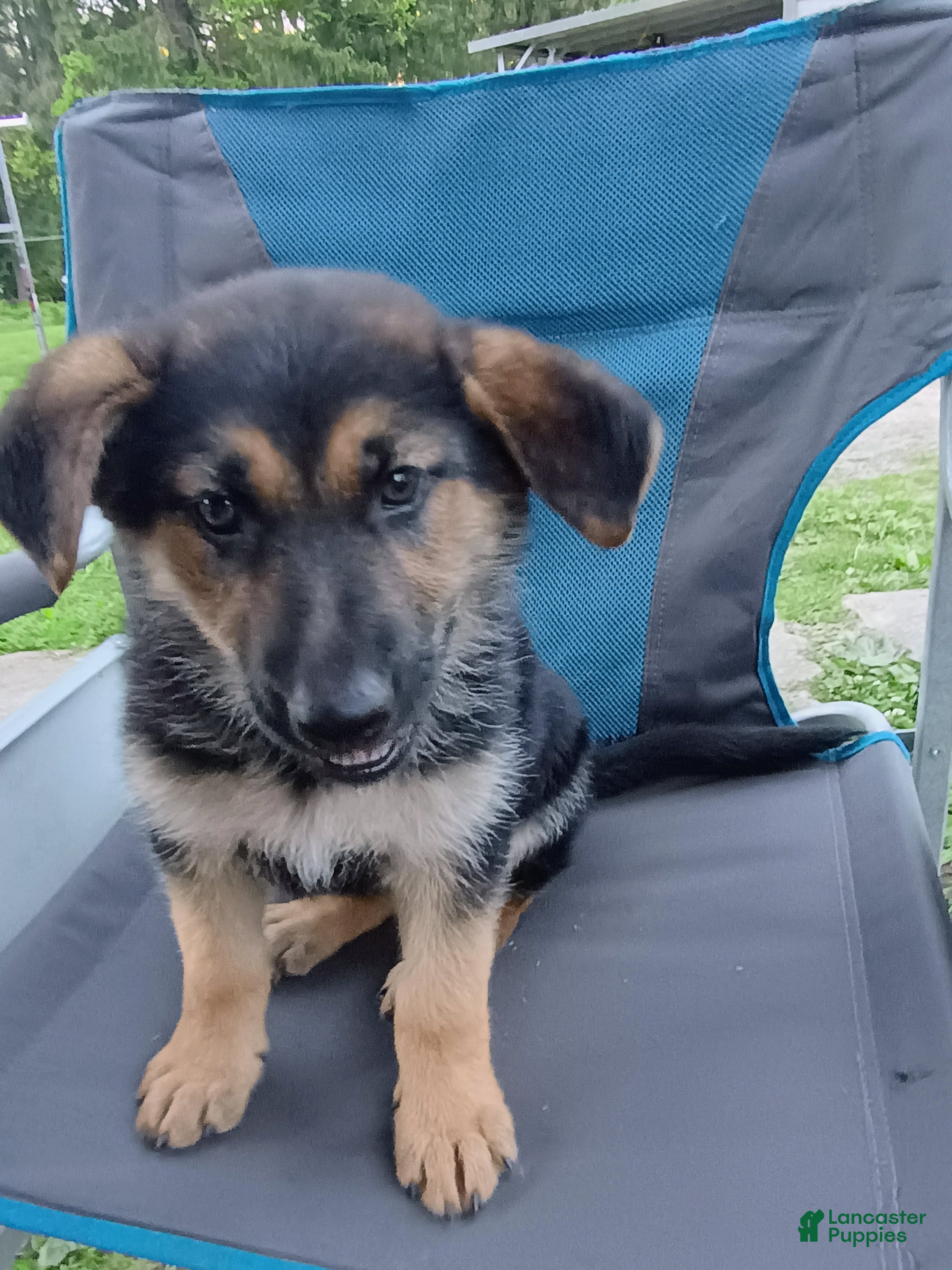 German Shepherd dogs for sale: Nova - Ad 3