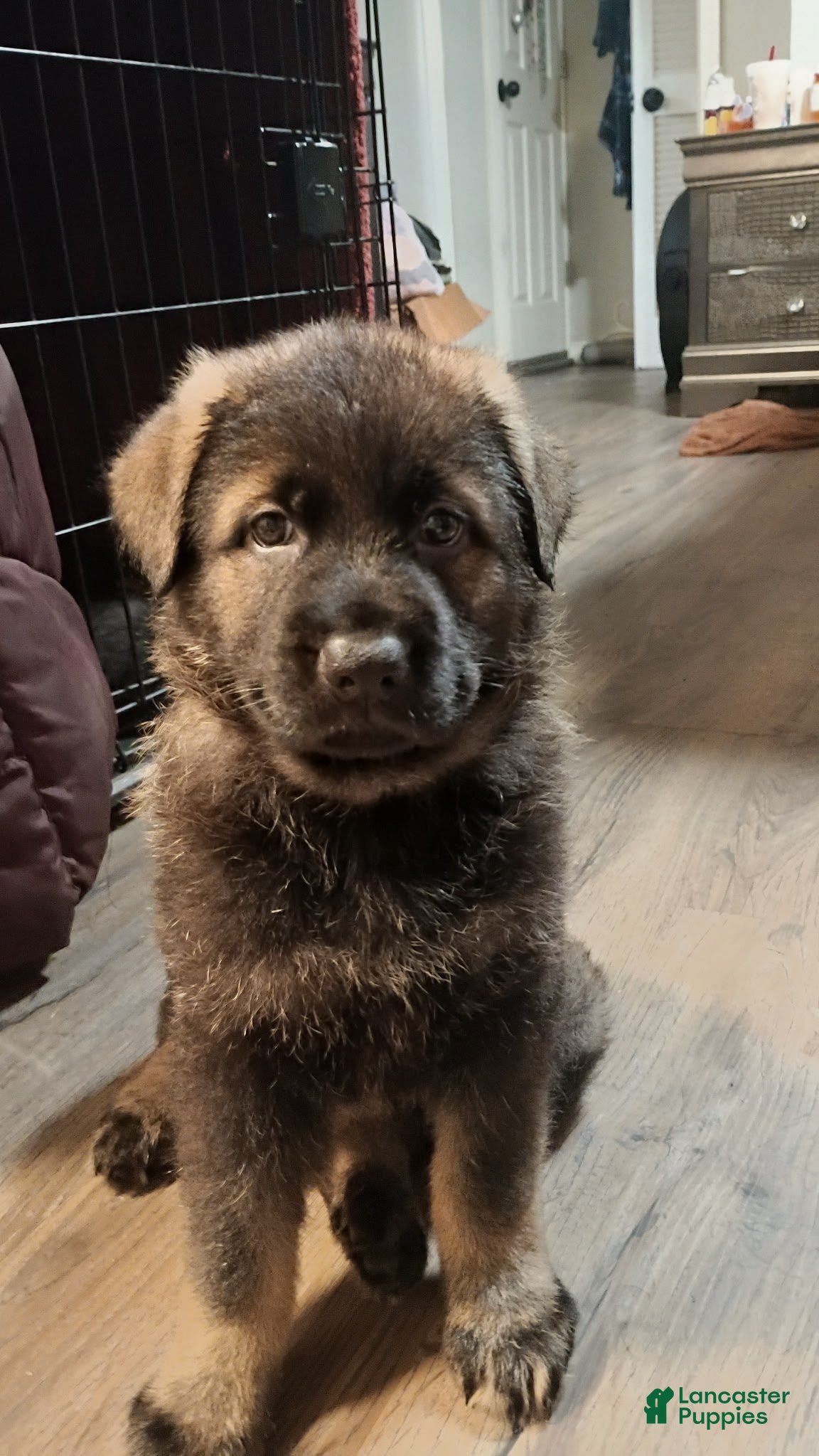 German Shepherd dogs AKC German Shepherd Puppy 4 - Ad 1