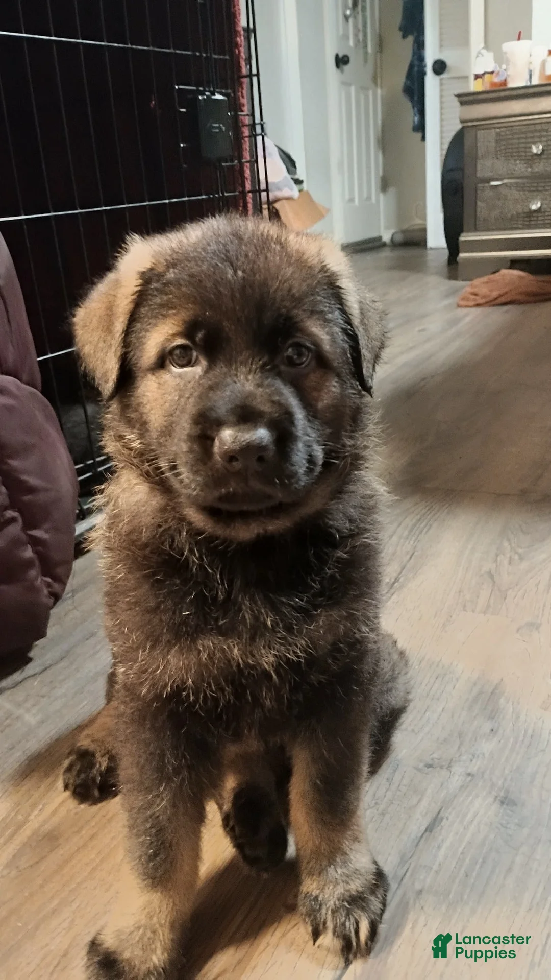 German Shepherd dogs for sale: AKC German Shepherd Puppy 4 - Ad 1