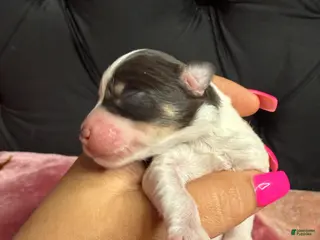 Miniature Schnauzer dogs Ariel - Ad 5
