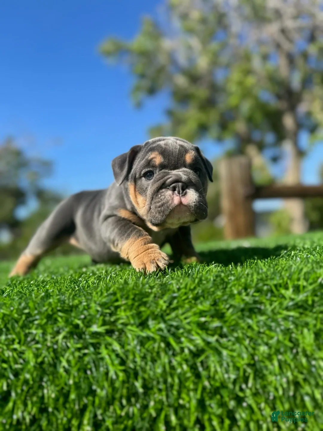English Bulldog dogs for sale: CHANEL - Exotic Blue Tri Female – Compact & Structured - Ad 2