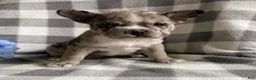 Frenchton dogs for sale: Rita - Ad 1
