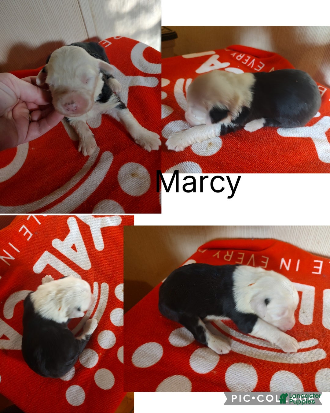 Old English Sheepdog dogs for sale: Old English Sheepdog Puppy 7 - Ad 1