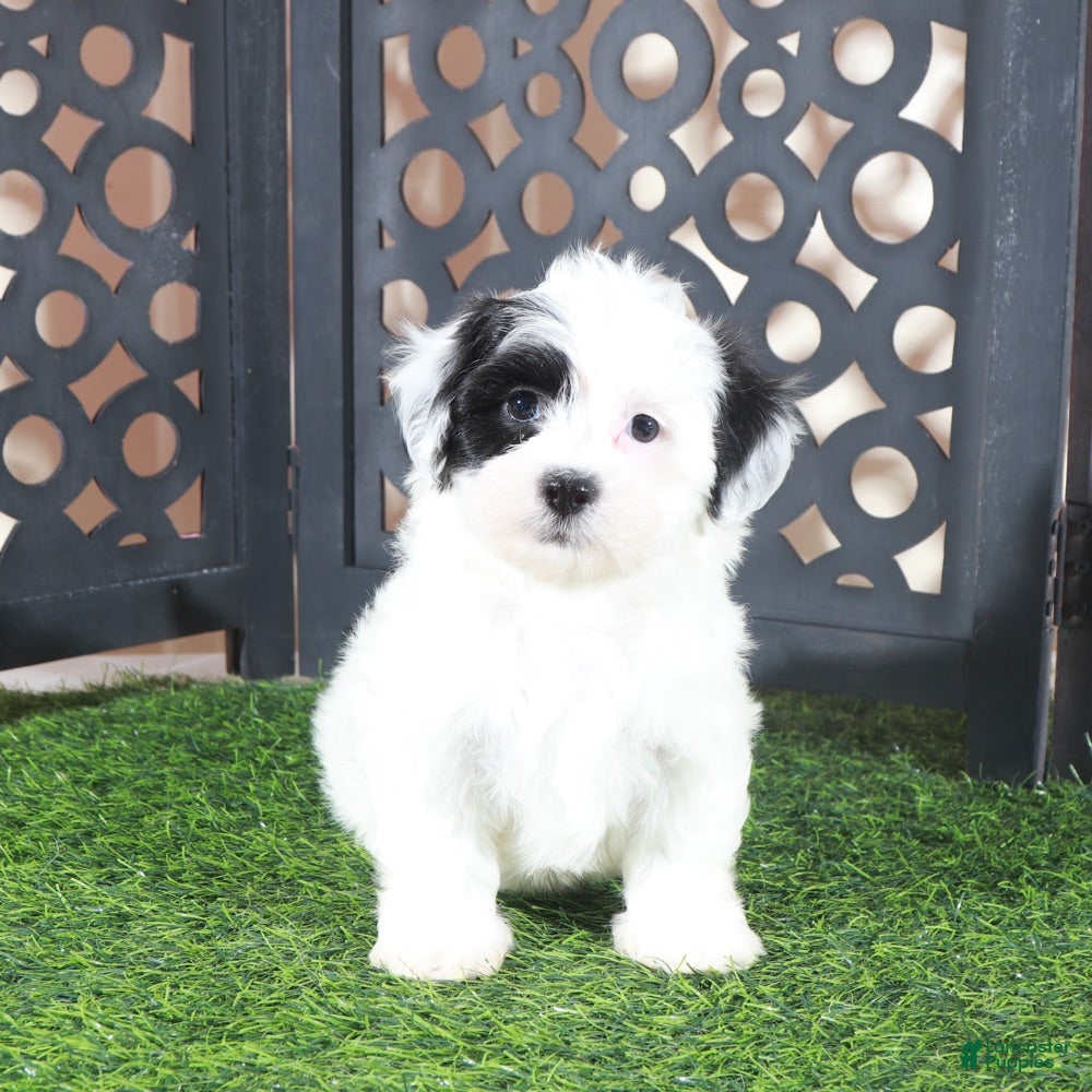 Teddy Bear dogs Anamarie Gorgeous Female Teddy Bear Puppy - Ad 1