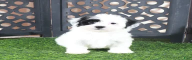 Anamarie Gorgeous Female Teddy Bear Puppy